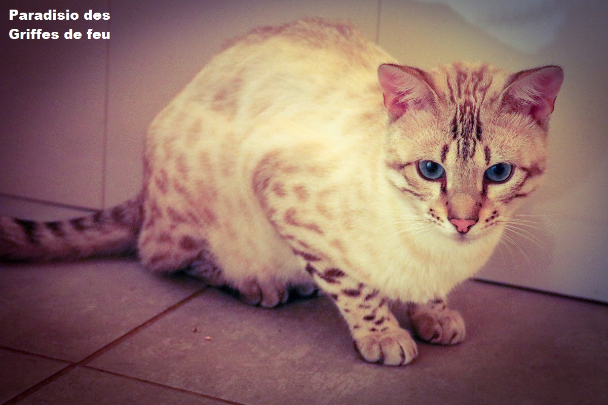 chat bengal seal lynx spotted